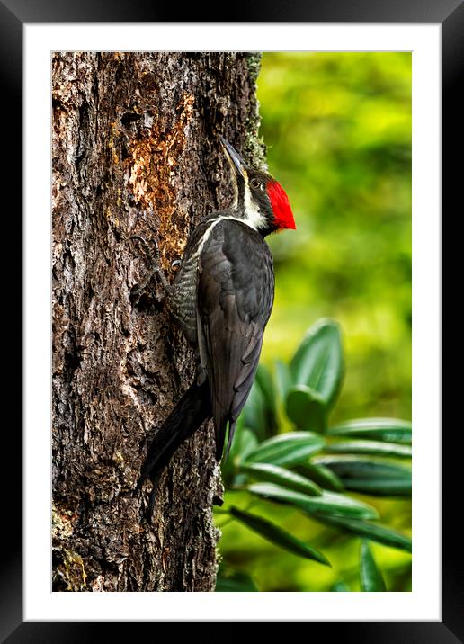 Female Pileated Woodpecker - No. 1 Framed Mounted Print by Belinda Greb