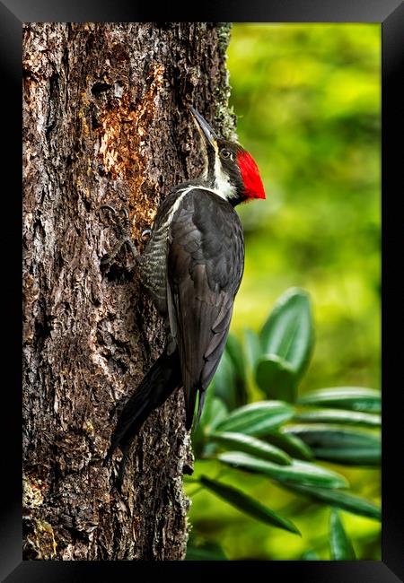 Female Pileated Woodpecker - No. 1 Framed Print by Belinda Greb