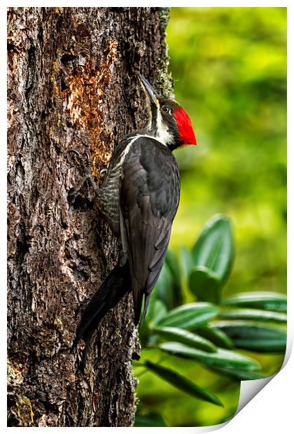 Female Pileated Woodpecker - No. 1 Print by Belinda Greb
