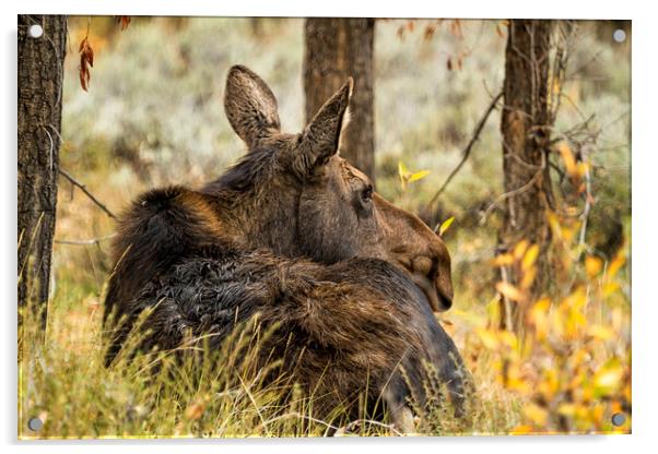 Waiting out the Rain - Moose - Grand Tetons Acrylic by Belinda Greb