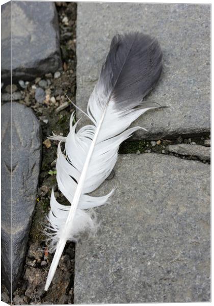 feather on pavement Canvas Print by Marinela Feier