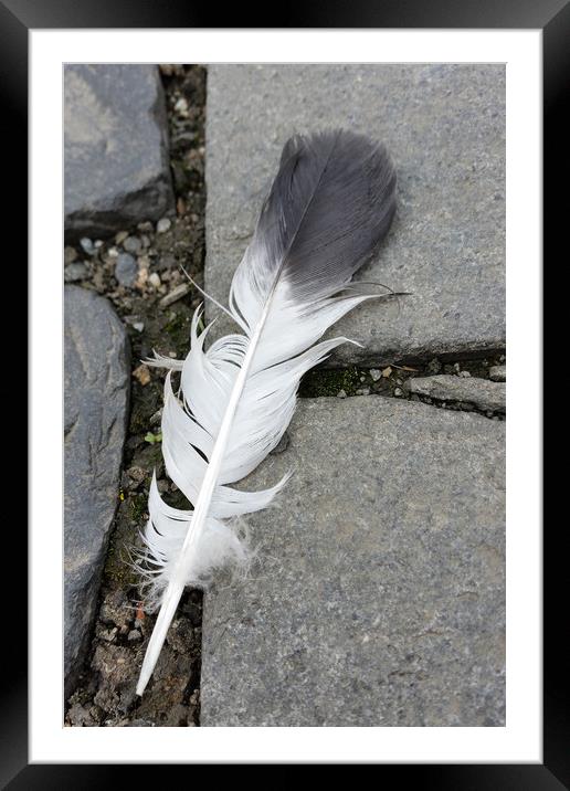 feather on pavement Framed Mounted Print by Marinela Feier