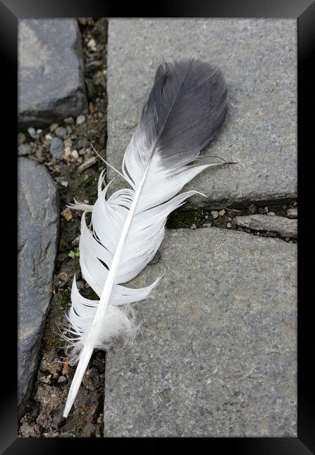 feather on pavement Framed Print by Marinela Feier
