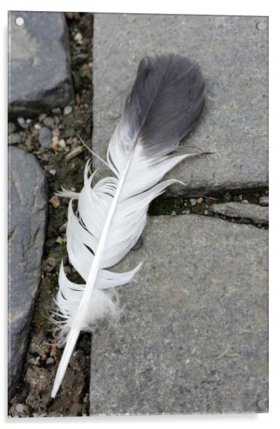 feather on pavement Acrylic by Marinela Feier