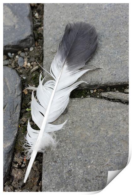 feather on pavement Print by Marinela Feier