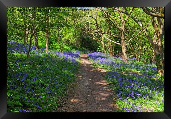 Fairlight Glen Hastings Framed Print by Diana Mower