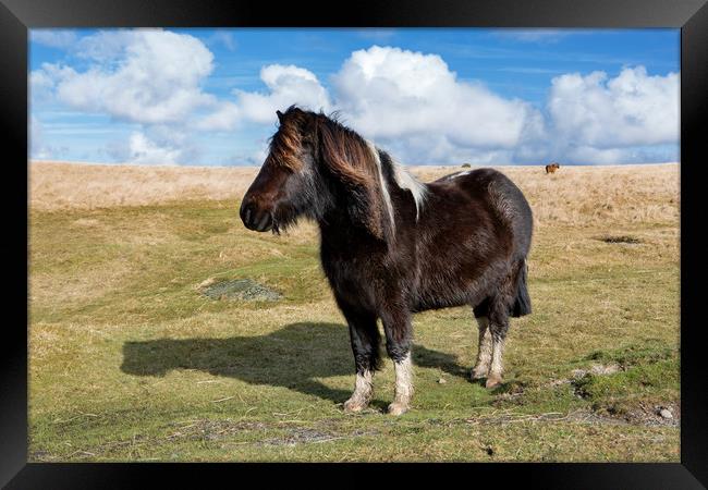 Dartmoor Pony Framed Print by David Hare