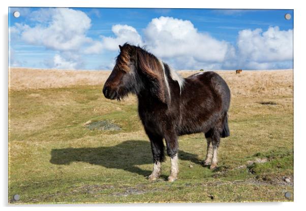 Dartmoor Pony Acrylic by David Hare