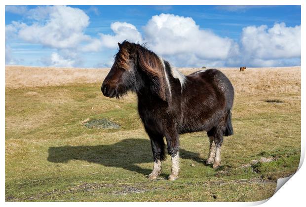 Dartmoor Pony Print by David Hare