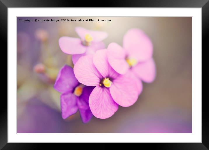 purple violet  Framed Mounted Print by Heaven's Gift xxx68