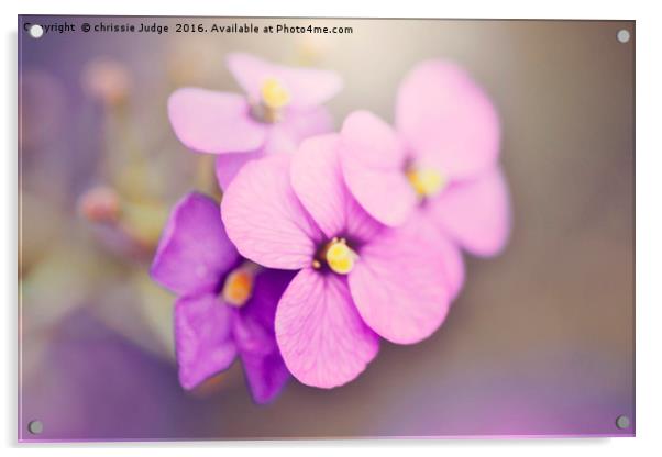 purple violet  Acrylic by Heaven's Gift xxx68