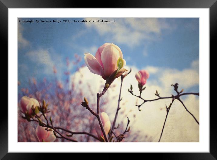 the magnolia tree  Framed Mounted Print by Heaven's Gift xxx68