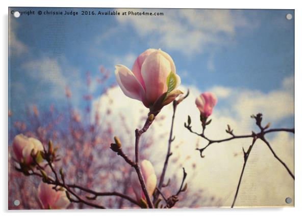 the magnolia tree  Acrylic by Heaven's Gift xxx68