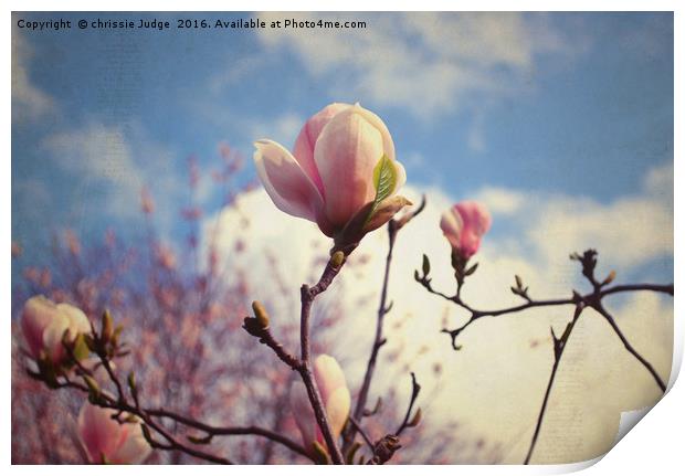 the magnolia tree  Print by Heaven's Gift xxx68