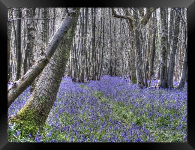 Bluebells near Challock Framed Print by Graham Heath