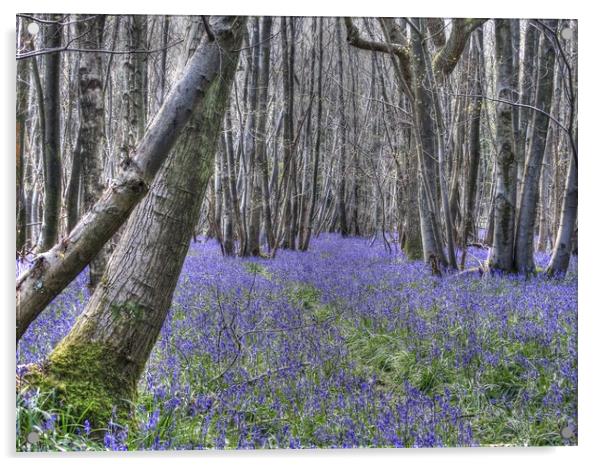 Bluebells near Challock Acrylic by Graham Heath