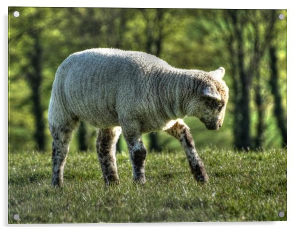 Lamb above Hastingleigh Acrylic by Graham Heath