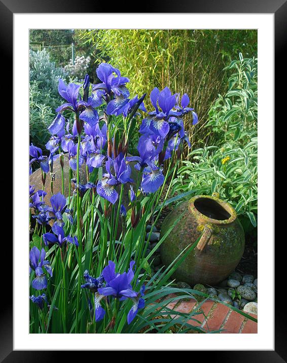 Iris blue Framed Mounted Print by Will Black