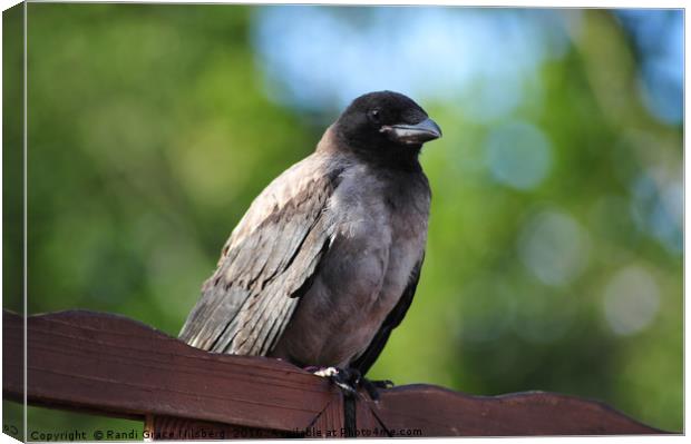 Young Crow Canvas Print by Randi Grace Nilsberg