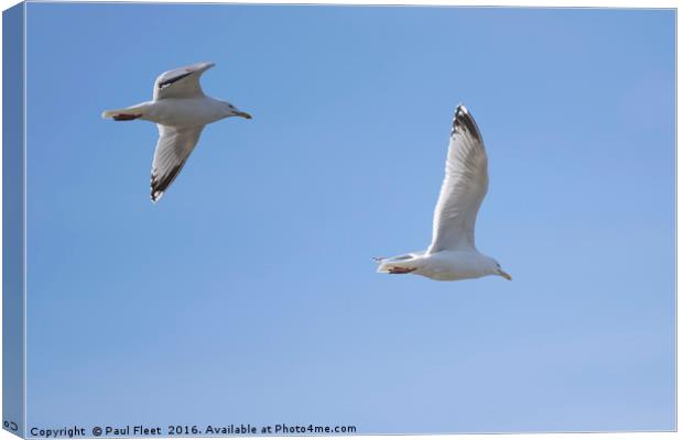 Herring Gulls In Flight Canvas Print by Paul Fleet