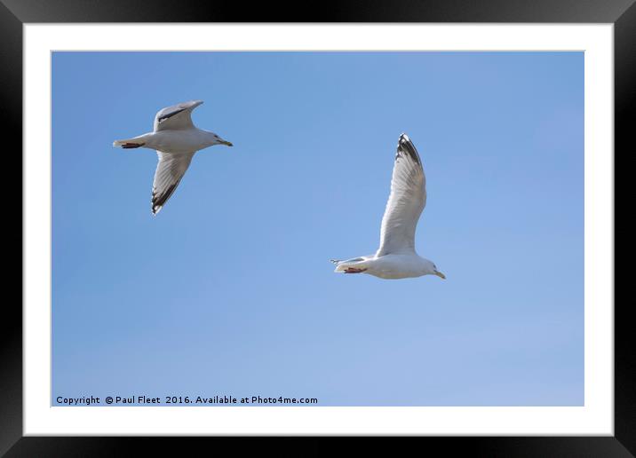 Herring Gulls In Flight Framed Mounted Print by Paul Fleet