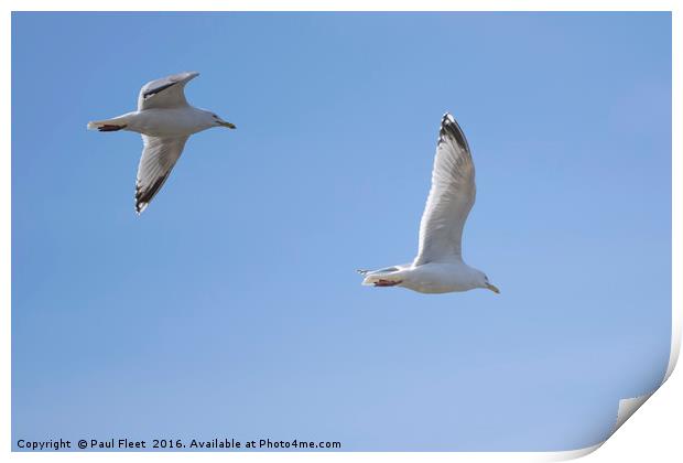 Herring Gulls In Flight Print by Paul Fleet