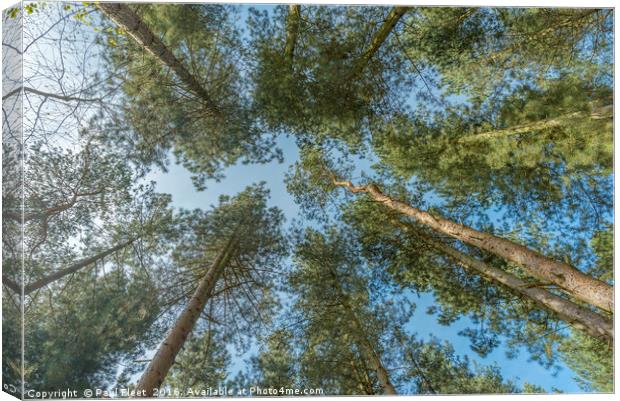 Looking Up Through Trees Canvas Print by Paul Fleet