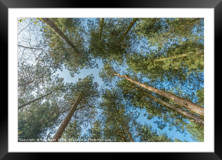 Looking Up Through Trees Framed Mounted Print by Paul Fleet