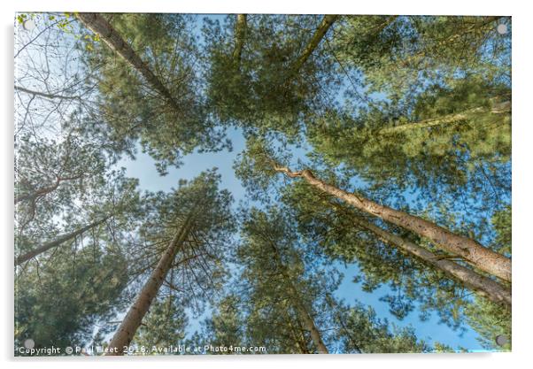 Looking Up Through Trees Acrylic by Paul Fleet