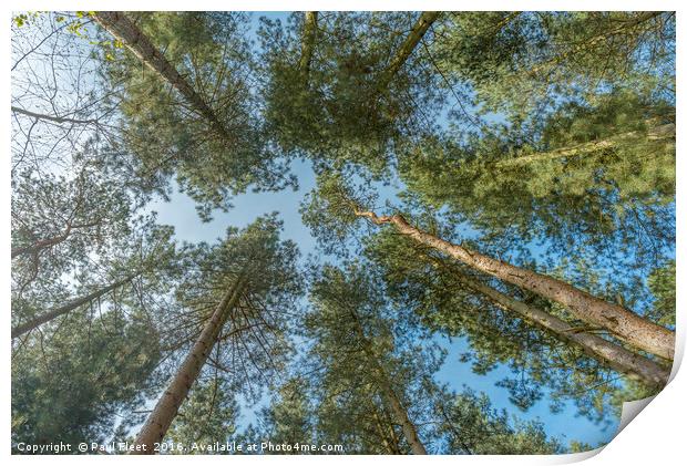 Looking Up Through Trees Print by Paul Fleet