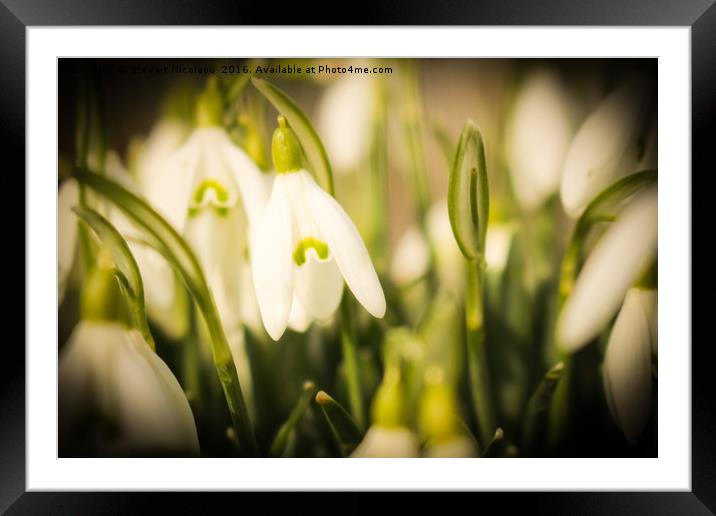 Beautiful Snowdrops Framed Mounted Print by Stewart Nicolaou