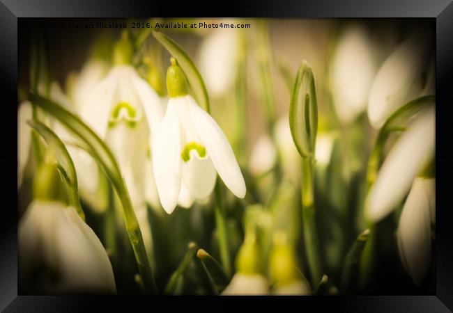 Beautiful Snowdrops Framed Print by Stewart Nicolaou
