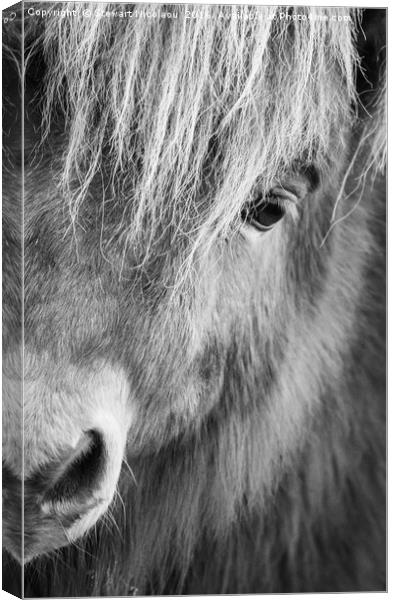 Shetland Pony Canvas Print by Stewart Nicolaou