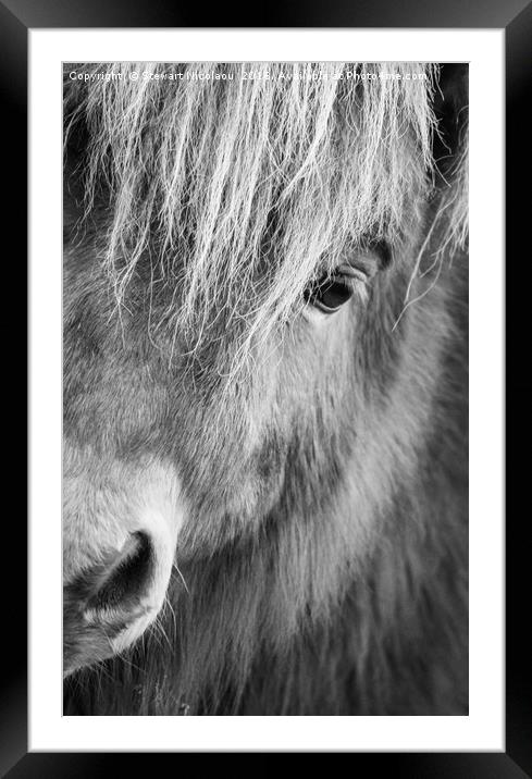 Shetland Pony Framed Mounted Print by Stewart Nicolaou