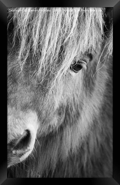 Shetland Pony Framed Print by Stewart Nicolaou