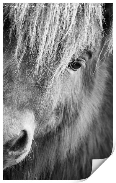 Shetland Pony Print by Stewart Nicolaou
