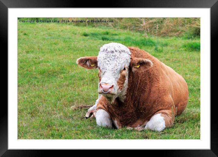 Edward the Hereford Bull lying down Framed Mounted Print by Richard Long