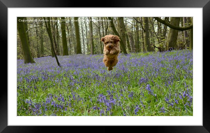 Majestic Golden Doodle.  Framed Mounted Print by Andrew Heaps