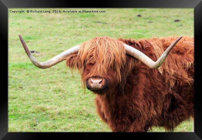Highland cow with large horns Framed Print by Richard Long