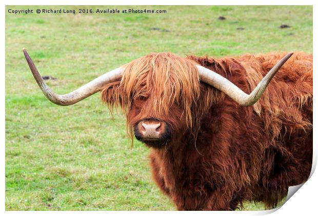 Highland cow with large horns Print by Richard Long