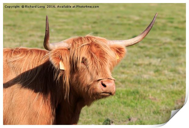 Sunlit head of a young Highland Cow Print by Richard Long
