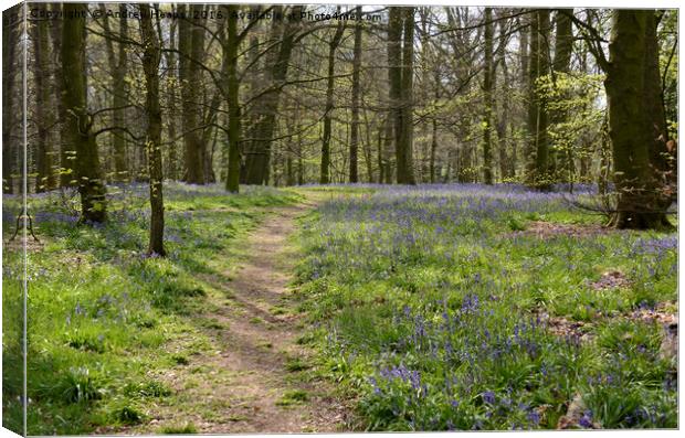 Bluebell Wood Canvas Print by Andrew Heaps