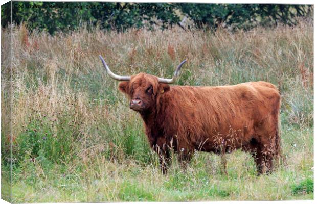 Single Highland cow with big horns standing in lon Canvas Print by Richard Long