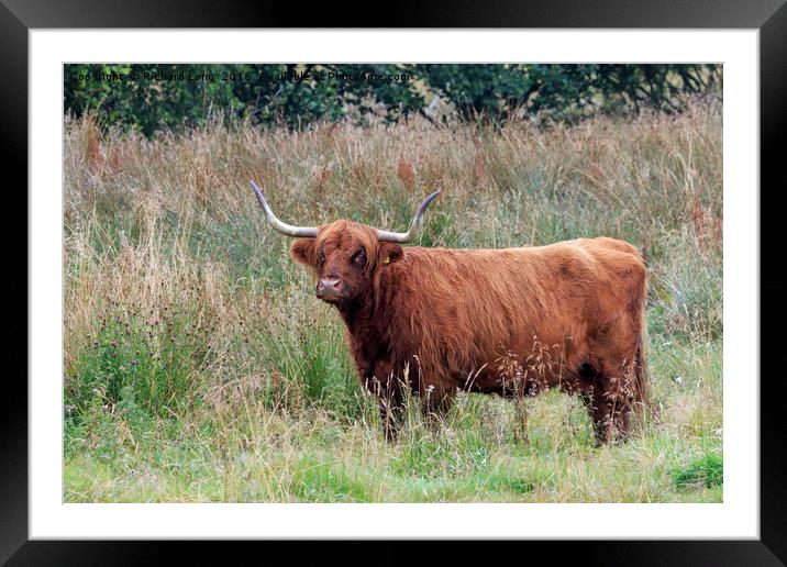 Single Highland cow with big horns standing in lon Framed Mounted Print by Richard Long