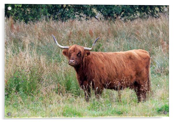 Single Highland cow with big horns standing in lon Acrylic by Richard Long