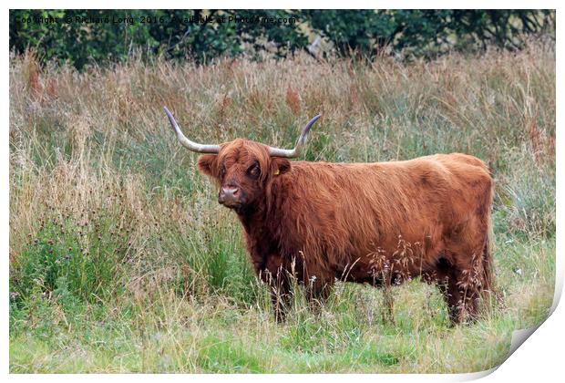 Single Highland cow with big horns standing in lon Print by Richard Long