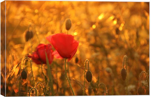 poppies in sunlight Canvas Print by Will Black
