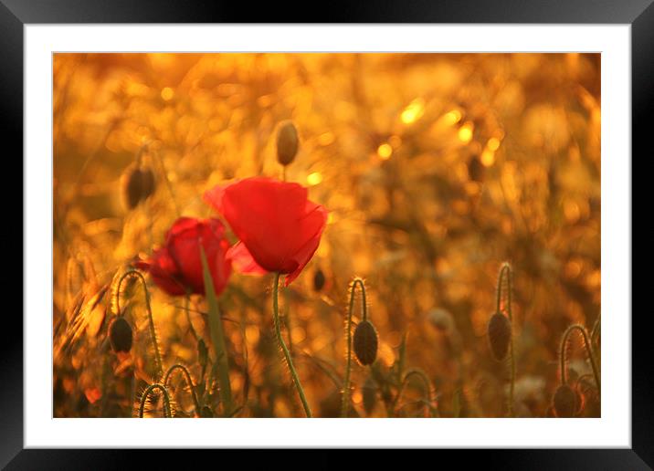 poppies in sunlight Framed Mounted Print by Will Black
