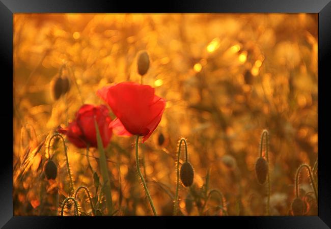 poppies in sunlight Framed Print by Will Black