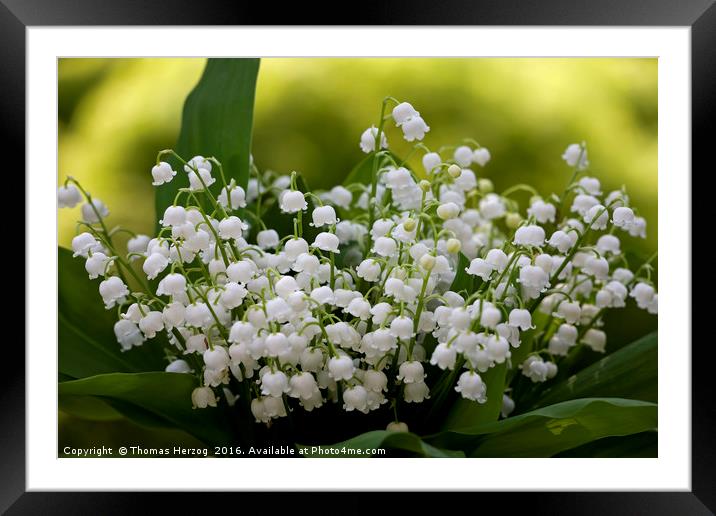 Lilies of the valley Framed Mounted Print by Thomas Herzog